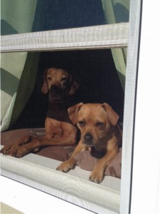 My girls Rubie and Nora waiting for their next play date