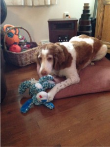 He Loves the Toy Basket